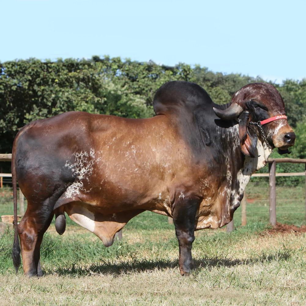 Irmãos Brant - ANGICO CV