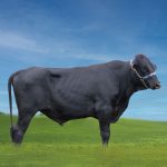 Irmãos Brant - SILO CV