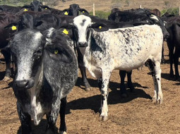 Irmãos Brant - Visita à Fazenda Angico com produção de animais de excelente material genético