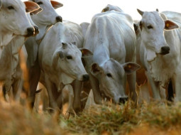 Irmãos Brant - Arroba do boi gordo: acompanhe como os preços iniciaram a semana