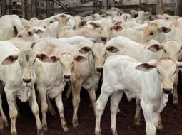 Irmãos Brant - Conheça as tecnologias que estão turbinando a eficiência da engorda do gado no cocho