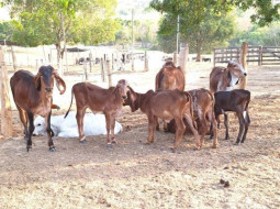 Irmãos Brant - Falhas na colostragem estão entre as principais causas de morte de bezerros; veja como evitá-las