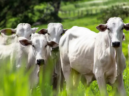 Irmãos Brant - Você viu o preço da arroba do boi gordo? Confira a cotação aqui