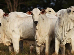 Irmãos Brant - Melhoramento genético bovino: benefícios e tendências