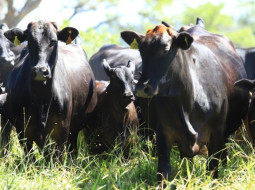 Irmãos Brant - Por que o governo quer comprar leite em pó do produtor rural?