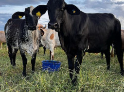 Irmãos Brant - Clarifide® Girolando: mais precisão para acelerar o melhoramento genético do rebanho leiteiro