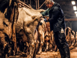 Irmãos Brant - Superprecoce: com IATF sem touro, pecuarista obtém intervalo entre partos de 12 meses