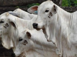 Irmãos Brant - Brucelose bovina: sintomas, prevenção e impactos na produtividade do rebanho