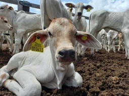 Irmãos Brant - Preços do bezerro têm tendência de queda desde meados de 2021
