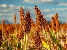 Irmãos Brant - Novo sorgo forrageiro BRS 661 alia alta produtividade e qualidade nutricional