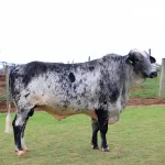 Irmãos Brant - GREGO III 5/8 CV