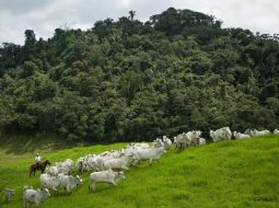 Irmãos Brant - Emissões da pecuária podem cair 80% até 2050 se for mantida a evolução de produtividade