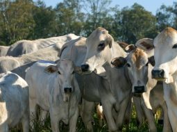 Irmãos Brant - IBGE: Abate de bovinos segue em alta no 3° trimestre de 2025