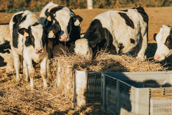 Irmãos Brant - Será que a nutrição das nossas novilhas leiteiras está adequada?