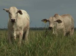 Irmãos Brant - Como calcular lotação por cabeça e por hectare na pecuária