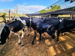 Irmãos Brant - Veja os cuidados sanitários que garantem saúde e produtividade animais