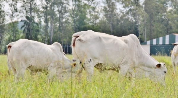 Irmãos Brant - CEPEA: Escalas curtas mantêm demanda firme e preços em alta