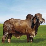 Irmãos Brant - ACERVO FIV SF