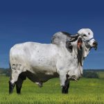 Irmãos Brant - TEORICO FIV CV