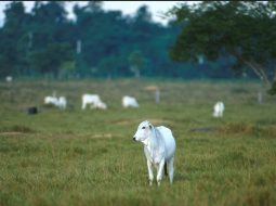 Irmãos Brant - O melhor Nelore do Brasil está no confinamento ou no pasto?