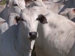 Irmãos Brant - Descartar novilhas imaturas na 1ª cria é a melhor opção? Veja a opinião de especialista