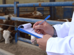 Irmãos Brant - MG: médico veterinário tem papel essencial na segurança alimentar do estado; confira