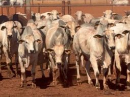 Irmãos Brant - Certificação privada ganha força e mostra caminho para pecuária mais sustentável