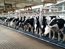 Irmãos Brant - Mudanças climáticas e produção de leite: o que o produtor brasileiro precisa saber até 2100?