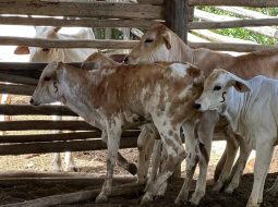Irmãos Brant - Vacinação contra a brucelose em Minas: primeira etapa garantiu mais de 1,3 milhão de bezerras imunizadas