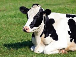 Irmãos Brant - Você sabia que as vacas têm sotaque? Entenda