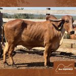 Irmãos Brant - VENCEDORA LAPA VM