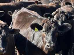 Irmãos Brant - Under 30 destrava o Wagyu e reorganiza o mercado da carne mais cara do mundo