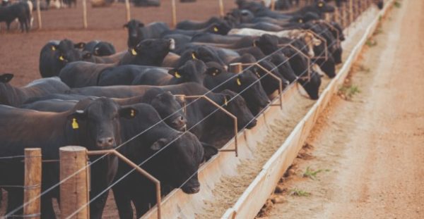Irmãos Brant - Argentina registrou número recorde de bovinos em confinamentos