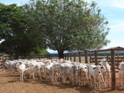 Irmãos Brant - Clostridioses em bovinos: o que são e por que representam um grande risco para o rebanho?