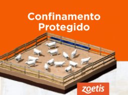 Irmãos Brant - Confinamento Protegido 2º Giro Zoetis: proteção e desempenho para o confinamento