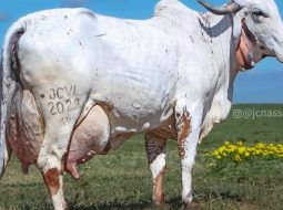 Irmãos Brant - Matriz mais valorizada do Gir Leiteiro mundial, Broinha FIV Cabo Verde atinge recorde de R$ 7,95 milhões